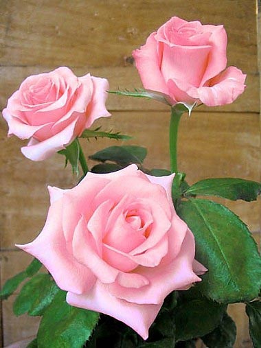 L'image http://www.roses-antibes.com/upload/roses/photo/rose-rose-noblesse-tg.jpg ne peut tre affiche car elle contient des erreurs.